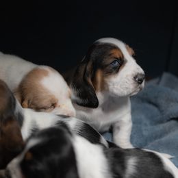 Basset Hound Puppies from PoeCo Basset Hounds