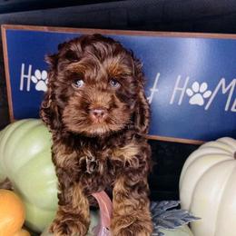 Cockapoo Puppies from Davis cockapoos