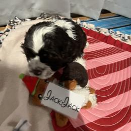 Jack Jack - Brown and white male Cocker Spaniel puppy in San Jose, California from Kathleen's Cocker Spaniels