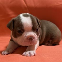 Kris Kringle - Red male Boston Terrier puppy in Kingsport, Tennessee from Dreamweaver Bostons