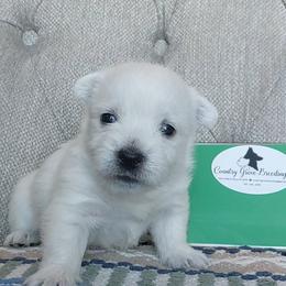 Green Boy - White male West Highland White Terrier puppy in Macy, Indiana from Country Grove Breeding LLC