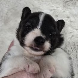 Ivy - White and black female Papillon puppy in Hollister, Missouri from Swan Creek Kennel