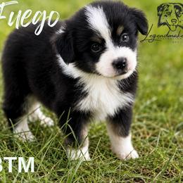 Fuego - Black tri male Toy Australian Shepherd puppy in Leitchfield, Kentucky from Legendmaker MAS