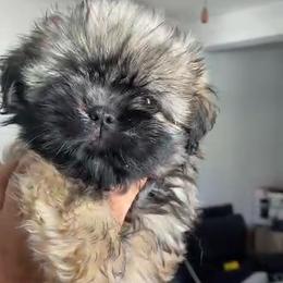 Arthur - Brindle male Shih Tzu puppy in Azusa, California from RJ Shih Tzu lover