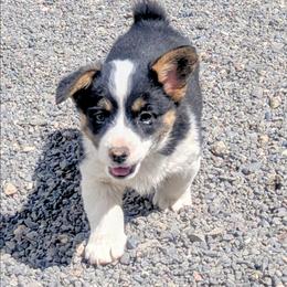 Blossom - Black and tan female Pembroke Welsh Corgi puppy in Hotchkiss, Colorado from Bell S Ranch