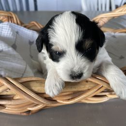 Nala - female Australian Mountain Doodle puppy in Jerome, Idaho from Tolman Acres