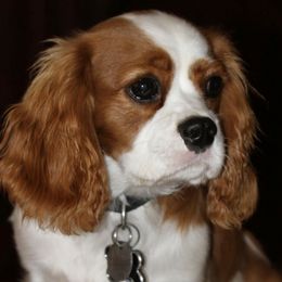 Cavalier King Charles Spaniels from Phoenix Cavaliers - Cavalier King Charles Spaniels