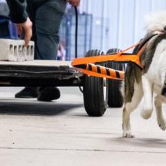 West Siberian Laika All Grown Up from Campfire WSL