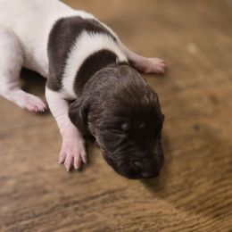 Mr Big 8 - Liver and white male German Shorthaired Pointer puppy in Troy, North Carolina from Uwharrie GSP