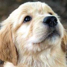 Golden Retrievers from Auregrande Fine English Style Golden Retrievers