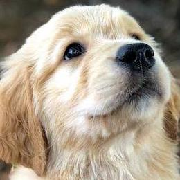 Golden Retrievers from Auregrande Fine English Style Golden Retrievers