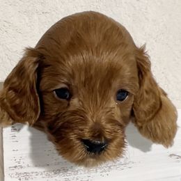 Cavapoo Puppies from Rosie’s Pups MN