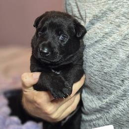 Blue Collar Male - Gold brindle male Dutch Shepherd puppy in Dallas, Georgia from Bluestone Creek Dutch Shepherds