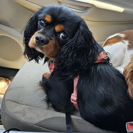 Rico - Cavalier King Charles Spaniel