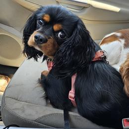 Rico - Cavalier King Charles Spaniel