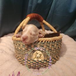 Dachshund Puppies from Forest Farmstead Dachshunds