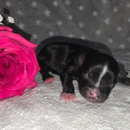 Jupiter - Black and gold male Yorkshire Terrier puppy in Lakeland, Florida from You Me & The Yorkies