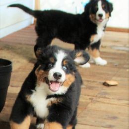 Bernese Mountain Dog Puppies from Baby Bear Bernese Kennel