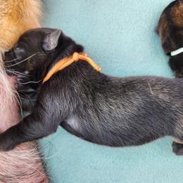 Orange collar - Black and tan male German Shepherd puppy in Ramsey, Illinois from Haus-Farr German Shepherds