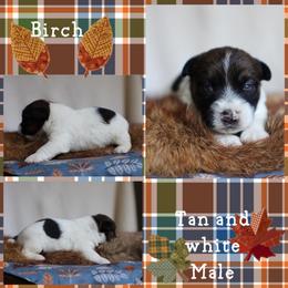 Aspen - White and tan male Russell Terrier puppy in Viper, Kentucky from Mountain Top