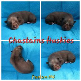 Faolan Male 4 - Red and white male Siberian Husky puppy in Hiawassee, Georgia from Chastains Huskies