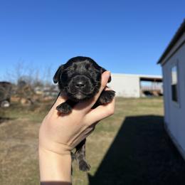 Oscar - Black and cream male Dachshund puppy in Nashville, Arkansas from Cuddles n Curls