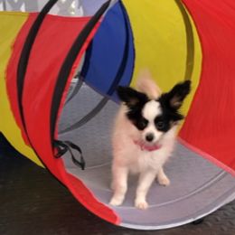 Papillon Puppies from Mishmo's Papillons