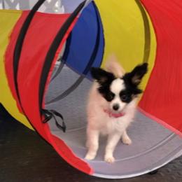 Papillon Puppies from Mishmo's Papillons