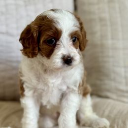 Dolly - Blenheim female Cavapoo puppy in Beckley, West Virginia from By Design Doodles