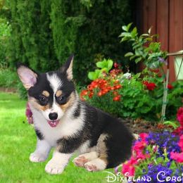 Pembroke Welsh Corgi Puppies from Dixieland Corgis