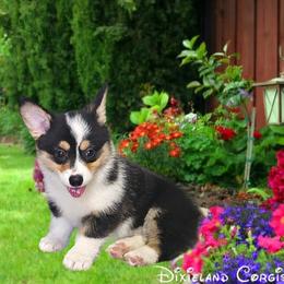 Pembroke Welsh Corgi Puppies from Dixieland Corgis