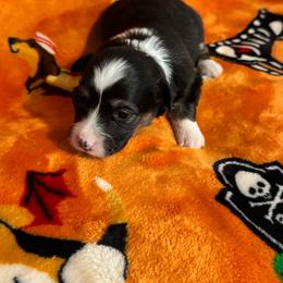 Tri female - Black and tan female Pembroke Welsh Corgi puppy in Clarksville, Tennessee from Cooler Farms Corgis