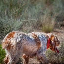 Bracco Italiano and Spinone Italiano All Grown Up from Millers Point Versatile Gun Dogs