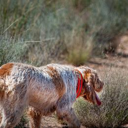 Bracco Italiano and Spinone Italiano All Grown Up from Millers Point Versatile Gun Dogs