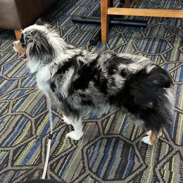 Thia - Toy Australian Shepherd