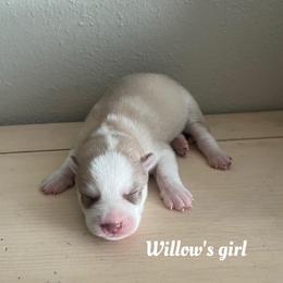 Willow's girl - Brown and white female Siberian Husky puppy in Ocala, Florida from Florida Husky Puppies