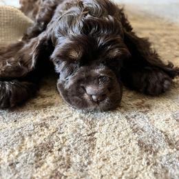 Birdie - Sable Cocker Spaniel puppy in Camp Douglas, Wisconsin from Bluff Country Cockers