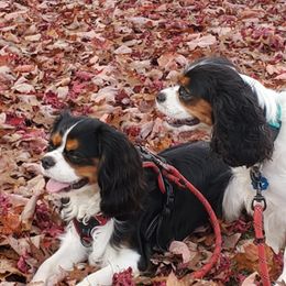 Sofie - Cavalier King Charles Spaniel