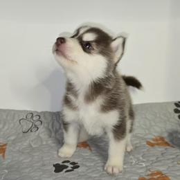 Rocket - Red and white male Siberian Husky puppy in Kansas City, Missouri from Anuun's Huskies