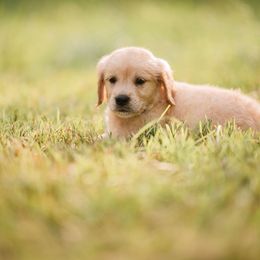 Golden Retriever Puppies from Stellar Acres Golden Retrievers