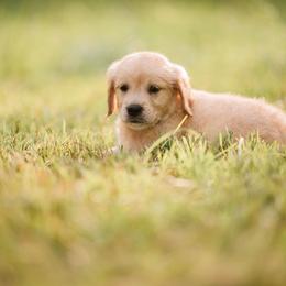 Golden Retriever Puppies from Stellar Acres Golden Retrievers