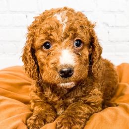 Sneezy - Goldendoodle puppy in Lehi, Utah from Larsen Litters