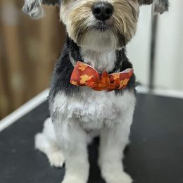 Bosco - Morkie