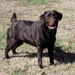 Sierra - Labrador Retriever