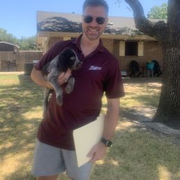 German Wirehaired Pointer Puppies from Hullabaloo Kennels