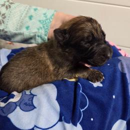 Lavender Collar Girl - Sable female German Shepherd puppy in Dallas, Pennsylvania from Mountainside German Shepherds