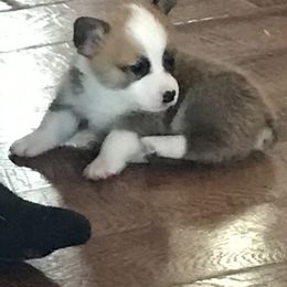 Pembroke Welsh Corgi Puppies from Indian Valley Corgies