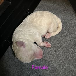 Aussiedoodle Puppies from Southern Paws AussieDoodles