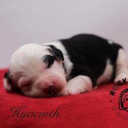 Hyacinth Bridgerton - Black and white female Sheepadoodle puppy in Edmond, Oklahoma from Rock N Roll Doodles