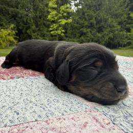Girl 1 - female Dachshund puppy in Kingston, Washington from Little Doxie Farm